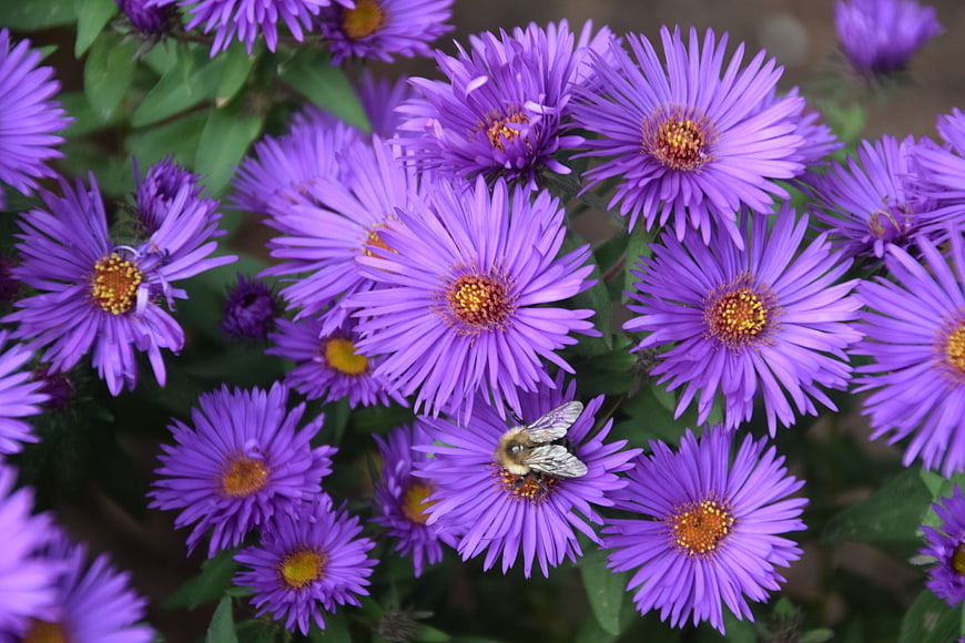Bumblebee Pollinating Purple Aster Flowers in Garden
