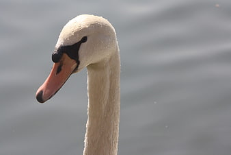 Close-up of a white swan head with water droplets
