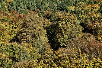 Aerial View of Colorful Autumn Forest Canopy