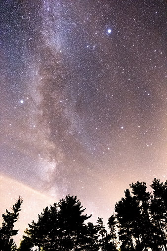 Milky Way Galaxy Over Silhouetted Pine Trees at Night