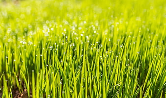Close-up of vibrant green grass with morning dew drops