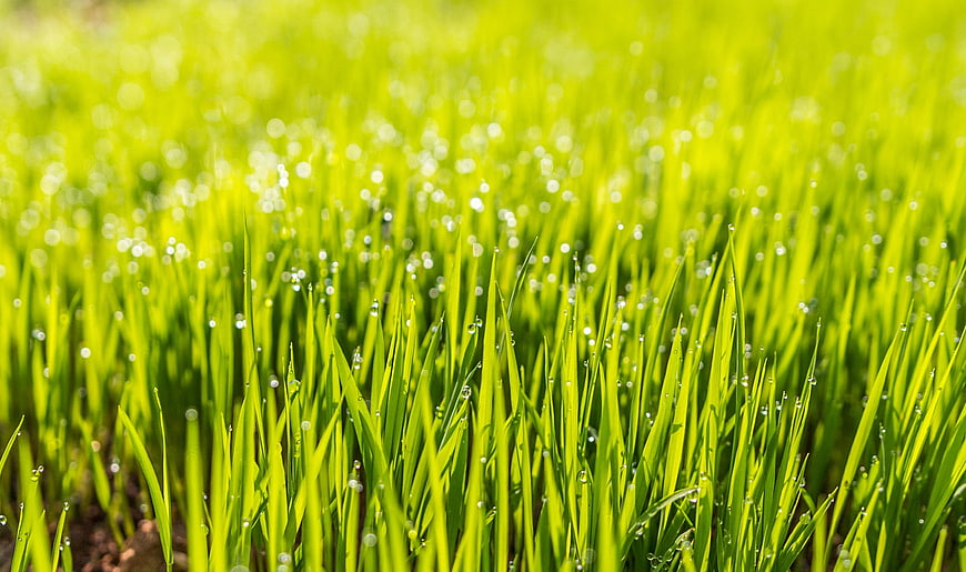 Close-up of vibrant green grass with morning dew drops