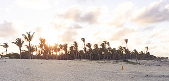 Tropical Beach Sunset with Palm Trees and Sandy Shore