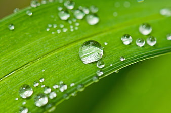 Macro Close-Up of Water Droplets on Green Leaf