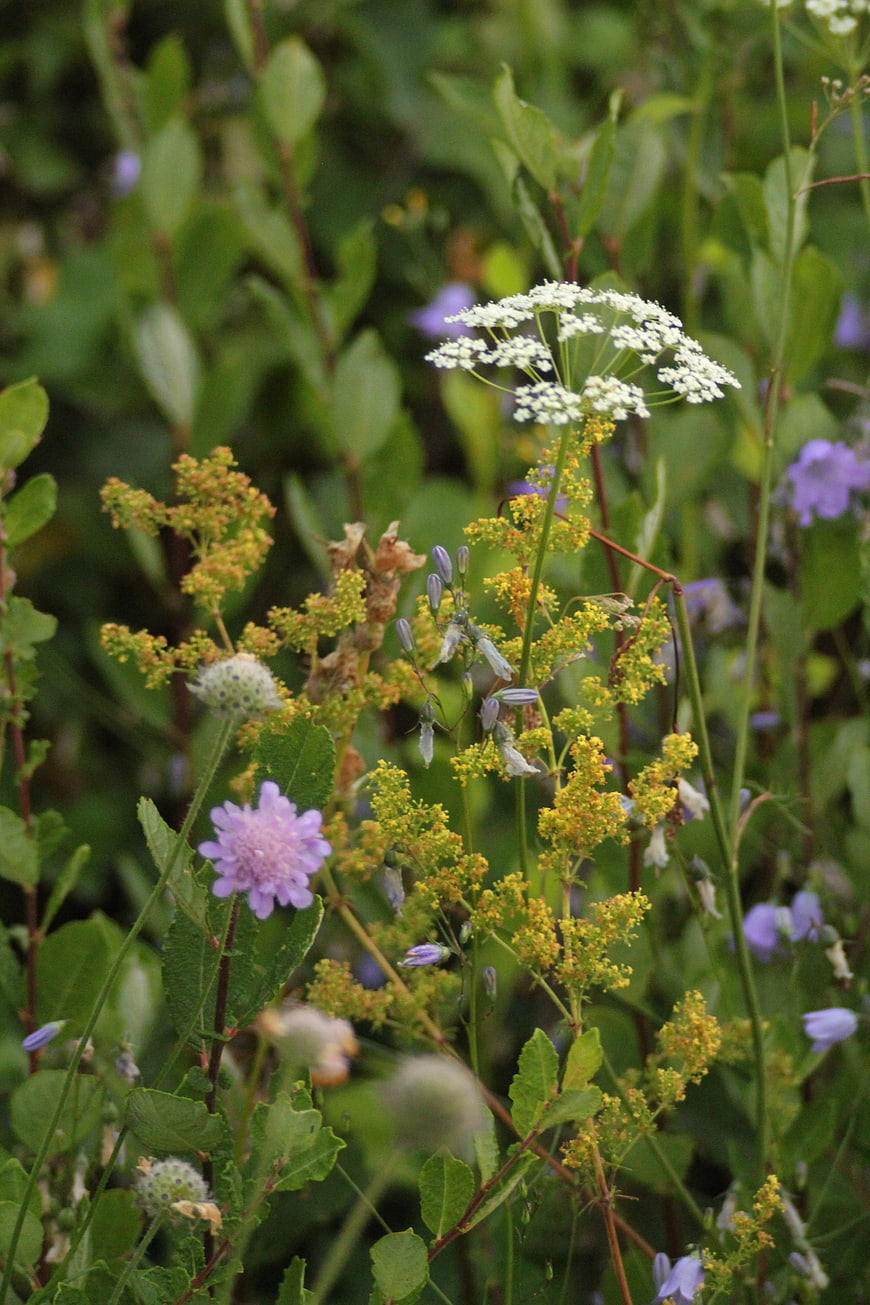 Wildflower Meadow with White Umbel and Purple Blooms