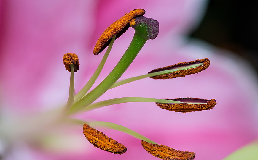 Macro Close-Up of Pink Lily Stamen and Pollen