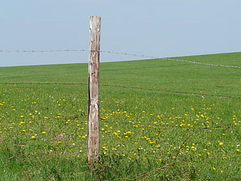 Wooden fence post in green meadow with yellow flowers