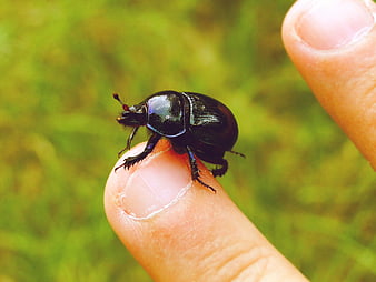 Close-up of a shiny black beetle on a human finger
