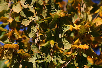 Sunlit autumn hazel leaves with yellow and green foliage