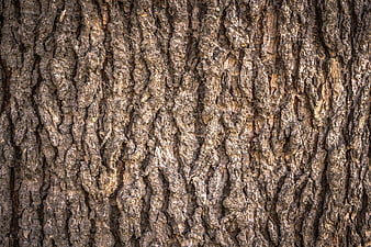 Close-up of rough tree bark texture with natural brown and gray tones