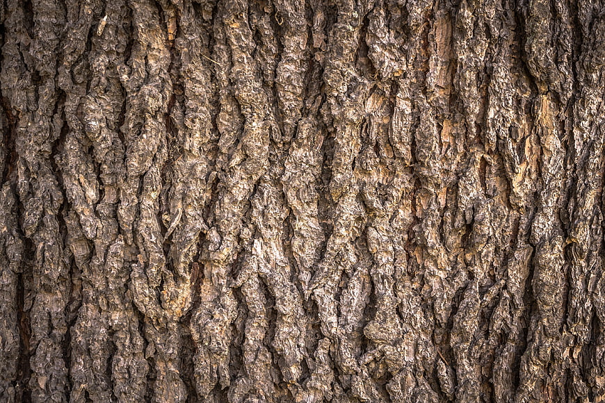 Close-up of rough tree bark texture with natural brown and gray tones