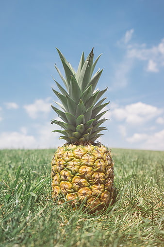 Fresh pineapple standing in green grass under blue sky