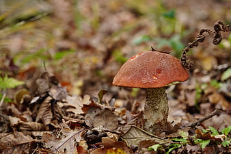 Close-up of a brown mushroom in autumn forest leaves