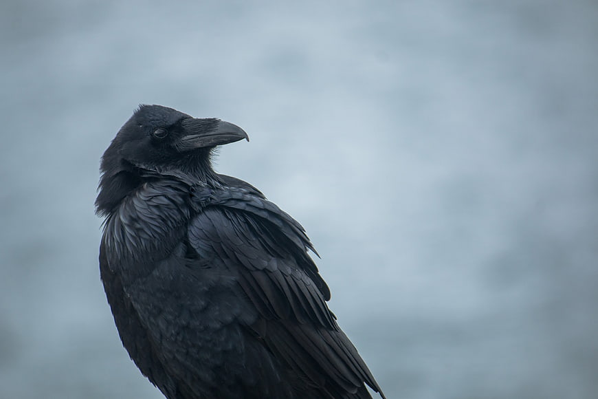 Close-up of a black raven against a moody blue sky