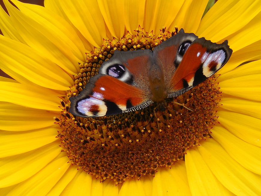 Peacock butterfly resting on a vibrant yellow sunflower