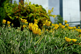 Yellow Wildflowers with Dew Drops in Green Garden