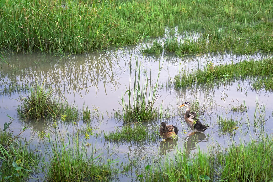 Two ducks swimming in a grassy wetland pond