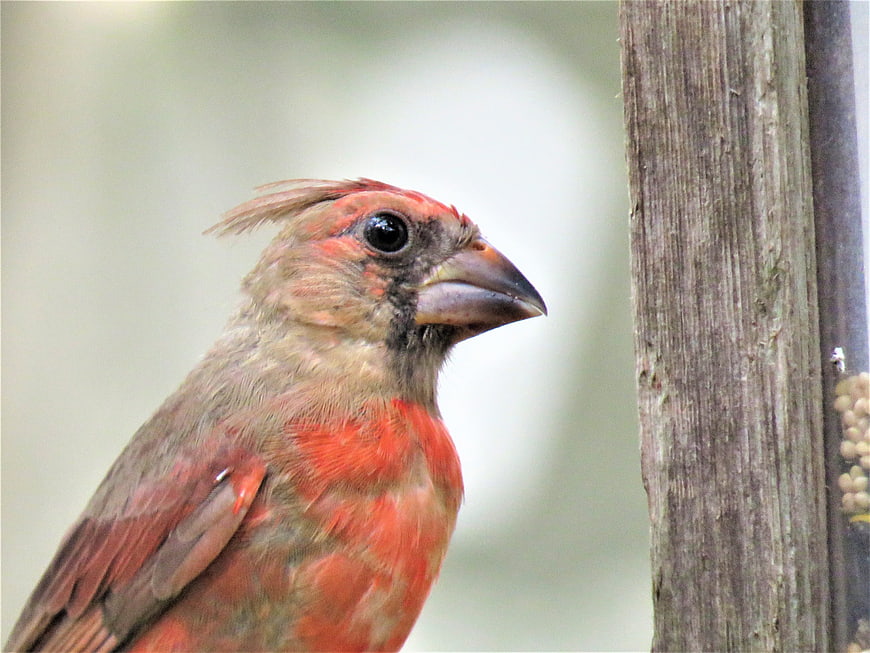 Close-up of a Northern Cardinal perched on a wooden post