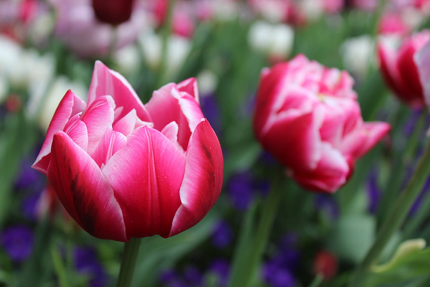 Close-up of vibrant pink and red tulips in a garden