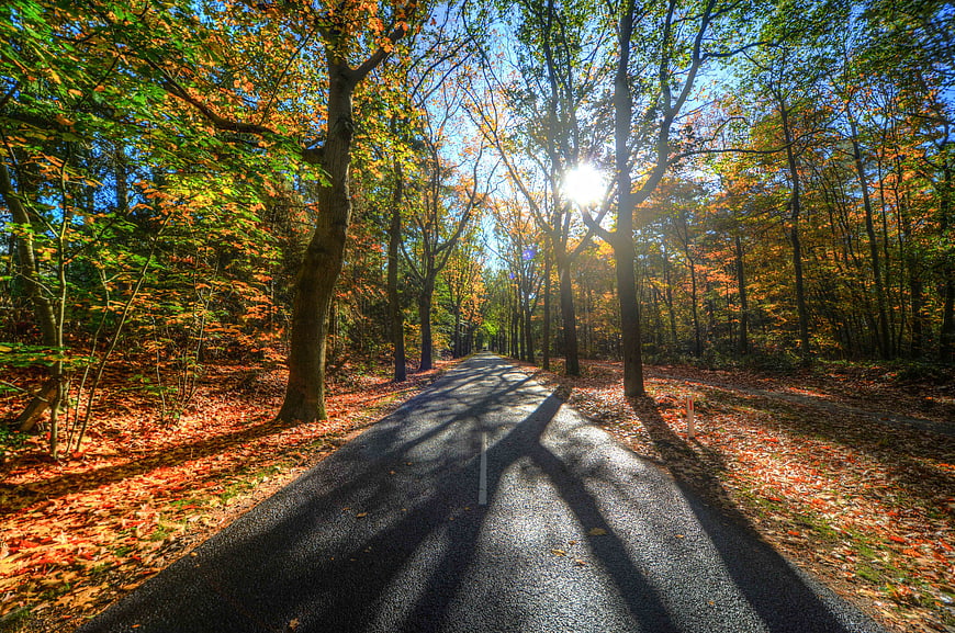 Sunlit asphalt road winding through colorful autumn forest