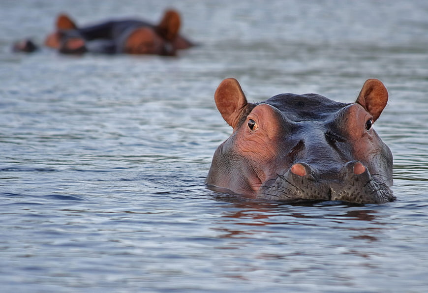 Close-up of Hippo Head in Water with Blurred Background
