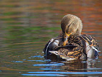 Female Mallard Duck Preening Feathers in Water