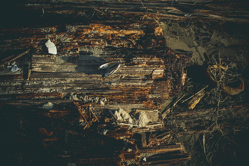 Winged Insect on Decaying Wood Texture Background