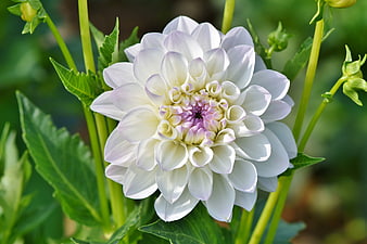 White Dahlia Flower Close Up With Green Leaves