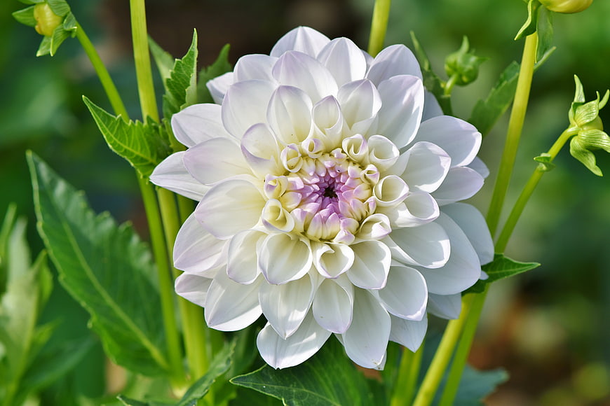 White Dahlia Flower Close Up With Green Leaves
