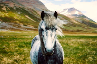 Gray and White Horse Portrait in Mountain Meadow
