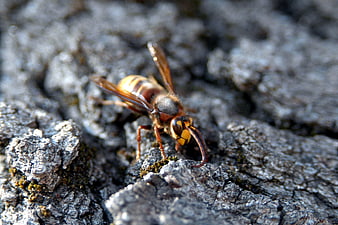 Close-up of a hornet on textured tree bark