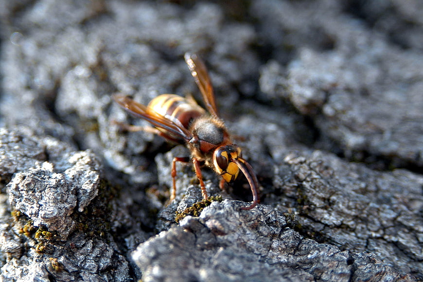 Close-up of a hornet on textured tree bark
