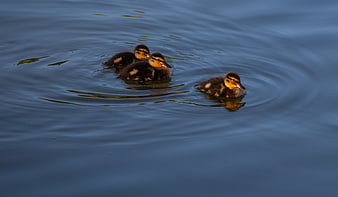 Three cute ducklings swimming in calm blue water
