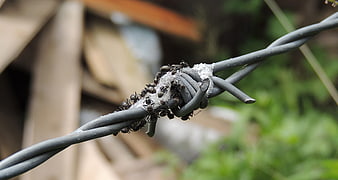 Close-up of black ants crawling on twisted barbed wire