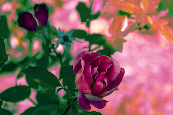 Vibrant Pink Rose Bud with Neon Background