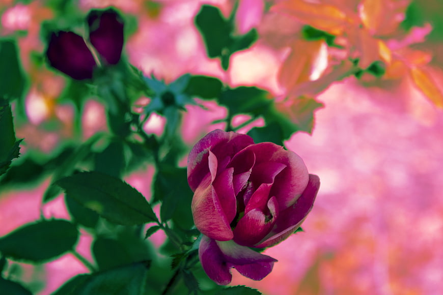 Vibrant Pink Rose Bud with Neon Background