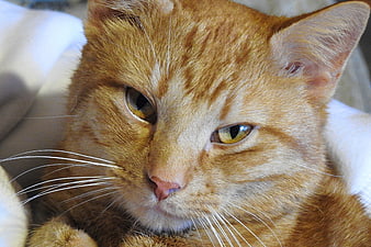 Close-up portrait of a sleepy orange tabby cat