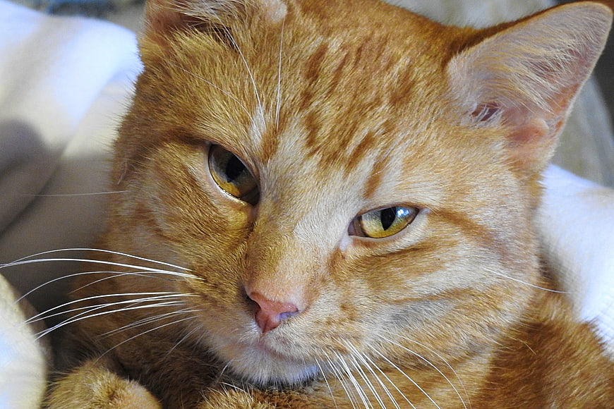 Close-up portrait of a sleepy orange tabby cat