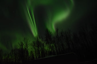 Green Aurora Borealis Over Silhouetted Winter Forest