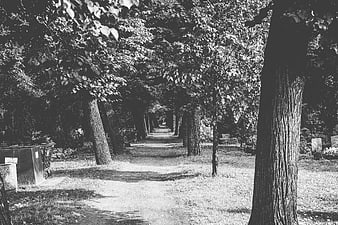 Black and White Path Through Cemetery Trees