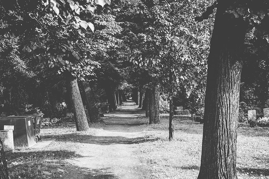 Black and White Path Through Cemetery Trees