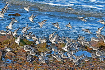 Flock of Sanderlings Landing on Rocky Shore