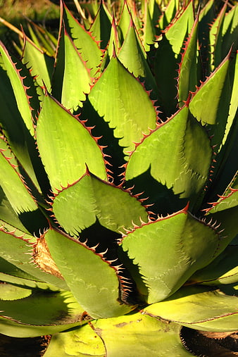 Close-up of vibrant green agave plant with sharp red thorns