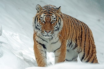 Amur Tiger Walking in Snowy Winter Forest