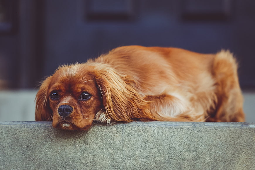 Sad Cavalier King Charles Spaniel resting on concrete ledge