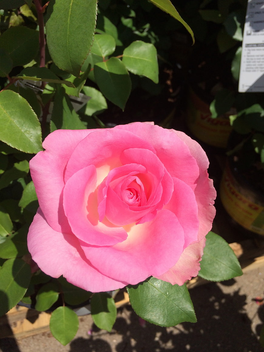 Close-up of a vibrant pink rose in a garden