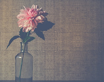 Pink Dahlia in Glass Bottle on Textured Background