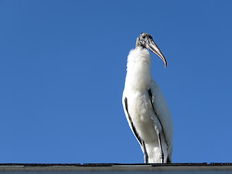 Wood Stork Standing Against Blue Sky