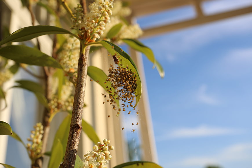 Baby spiders clustered on leaf in spider web