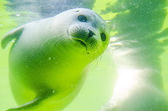 Cute baby seal swimming underwater in green water